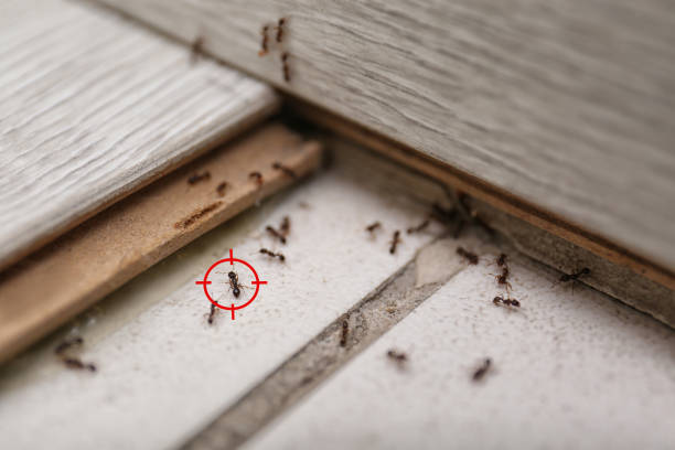 Insect Control in Edinboro, PA